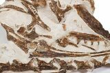Fossil Partial Articulated Mosasaur Skeleton - Asfla, Morocco #346971-3